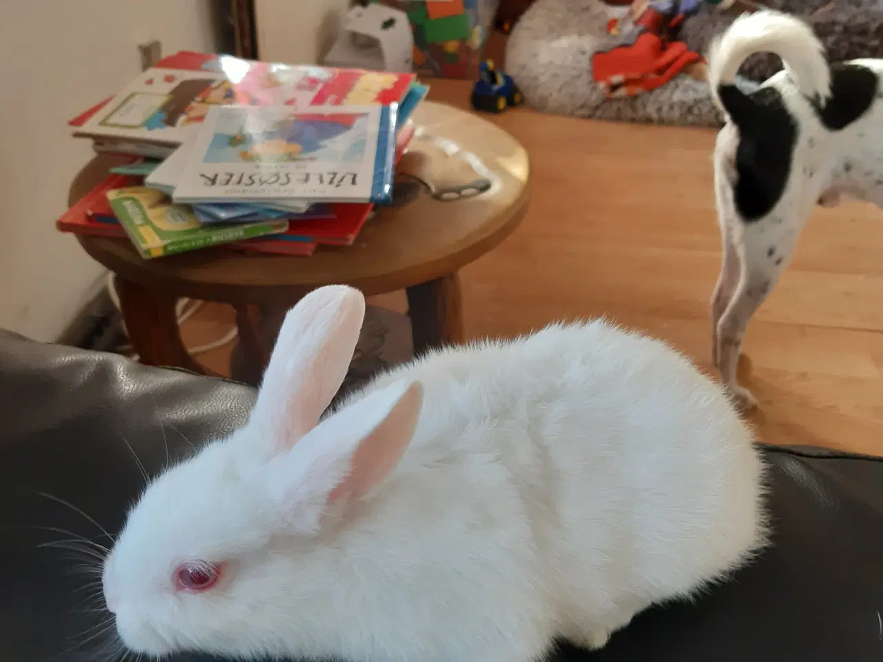 Billede 4 - Kanin unger