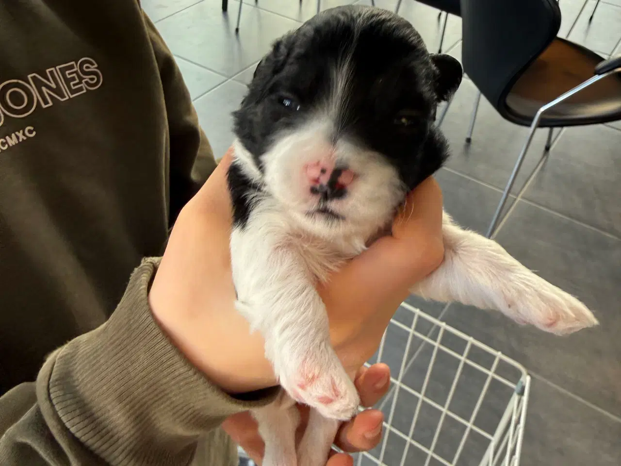 Billede 6 - Bichon havanaise hvalpe med stamtavle 