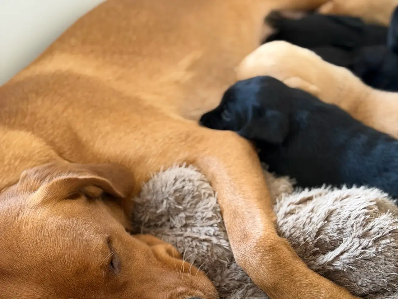 Billede 4 - Sort Han hvalp