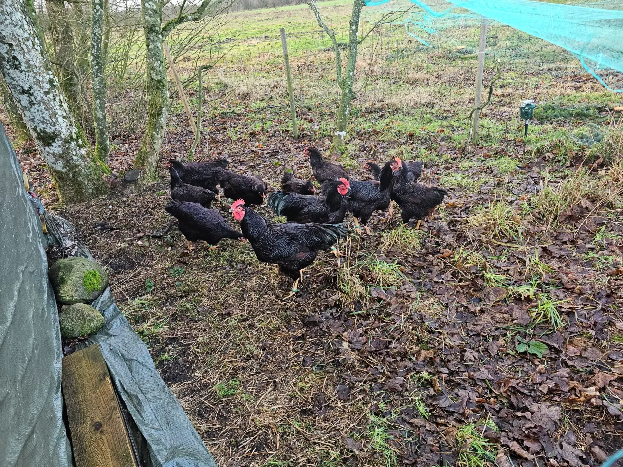 Billede 1 - RIR - Rhode Island Red hane