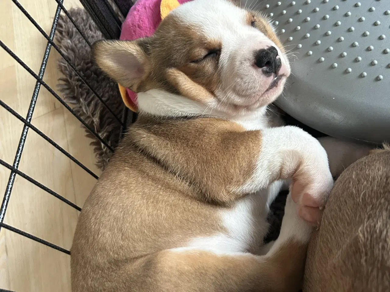 Billede 6 - Blandings hvalpe