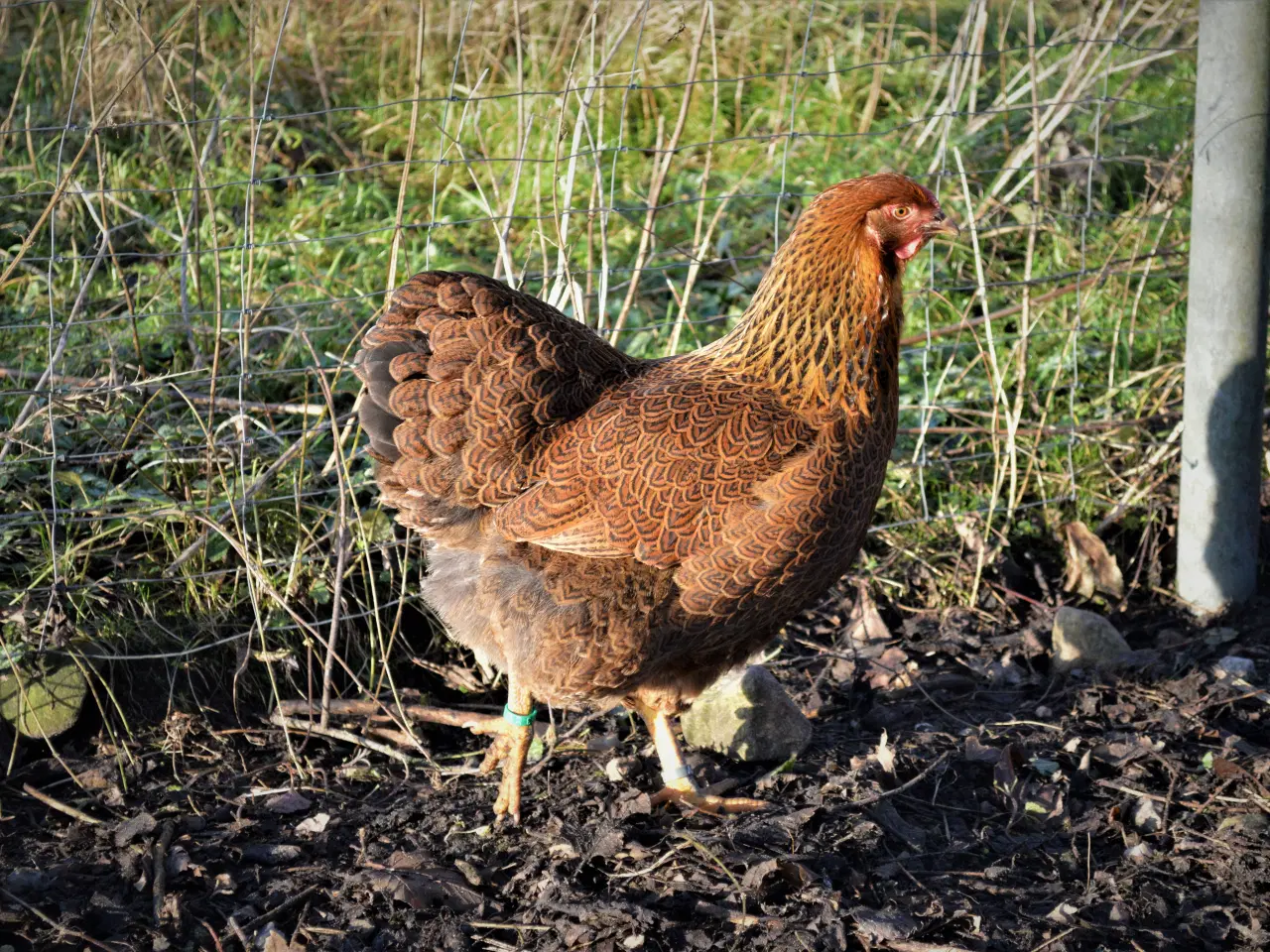 Billede 12 - høns avlstamm store Wyandotter guld-sortbåndet