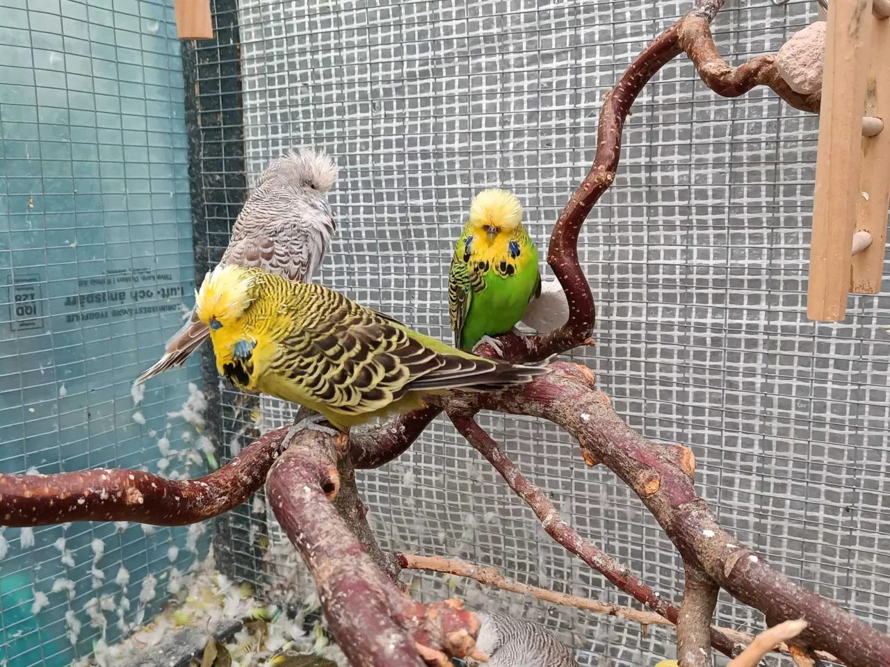 Billede 3 - Undulat familie søger nyt hjem.