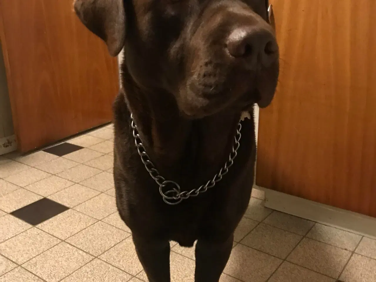 Billede 3 - Labrador hvalp klar flytte til nye hjem 9/11