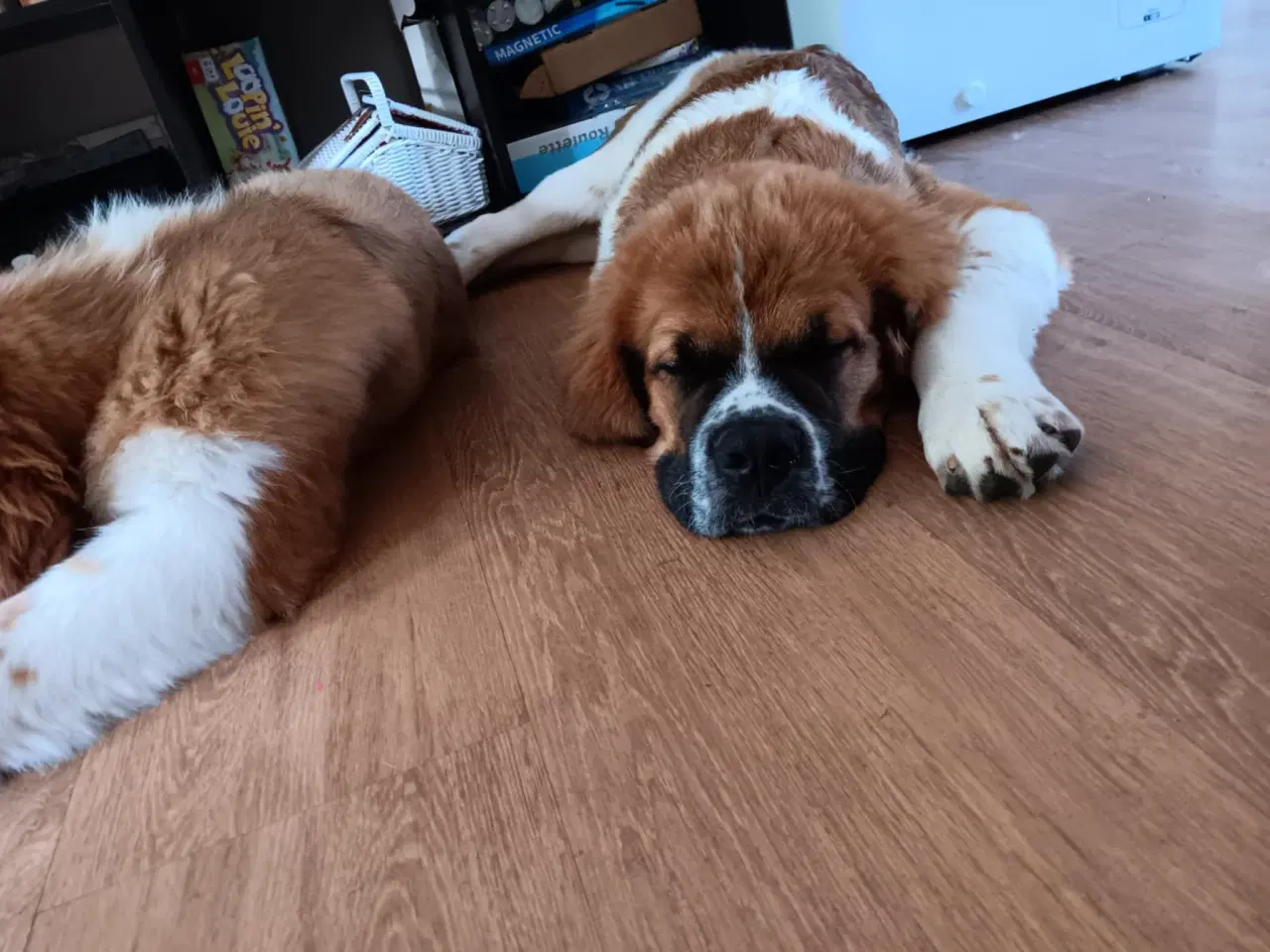 Billede 10 - Hunde hvalp