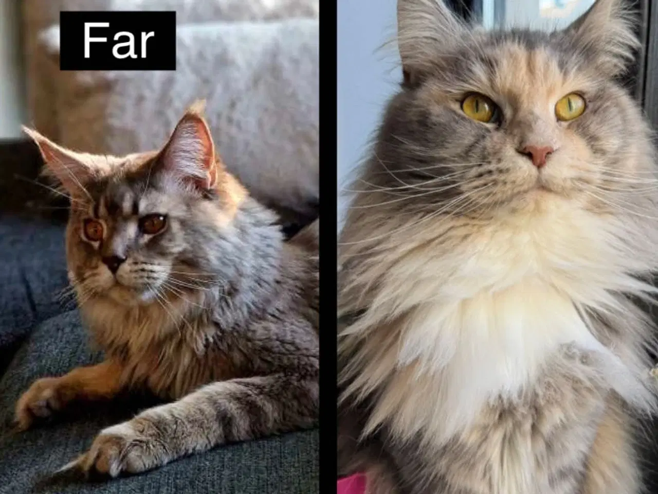 Billede 7 - Maine Coon killinger sælges 