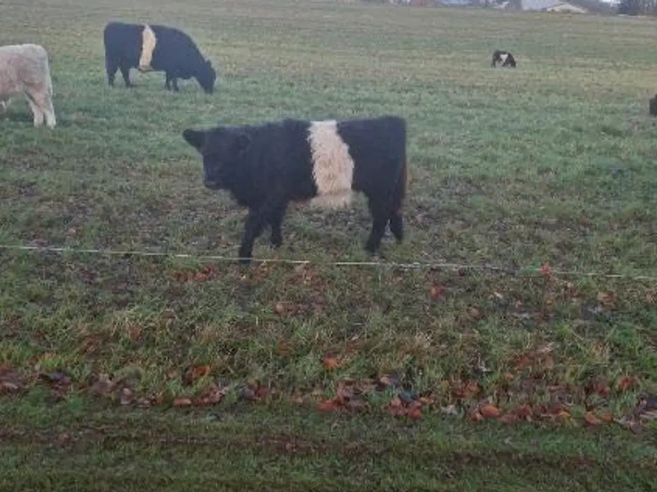 Billede 2 - Galloway Kviekalv