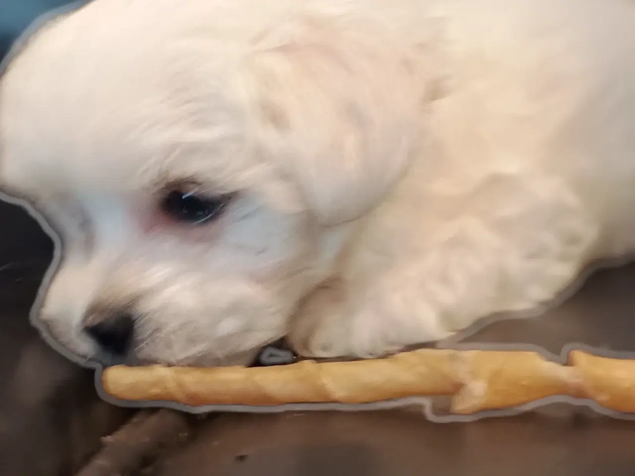 Billede 5 - Mini/micro malteser