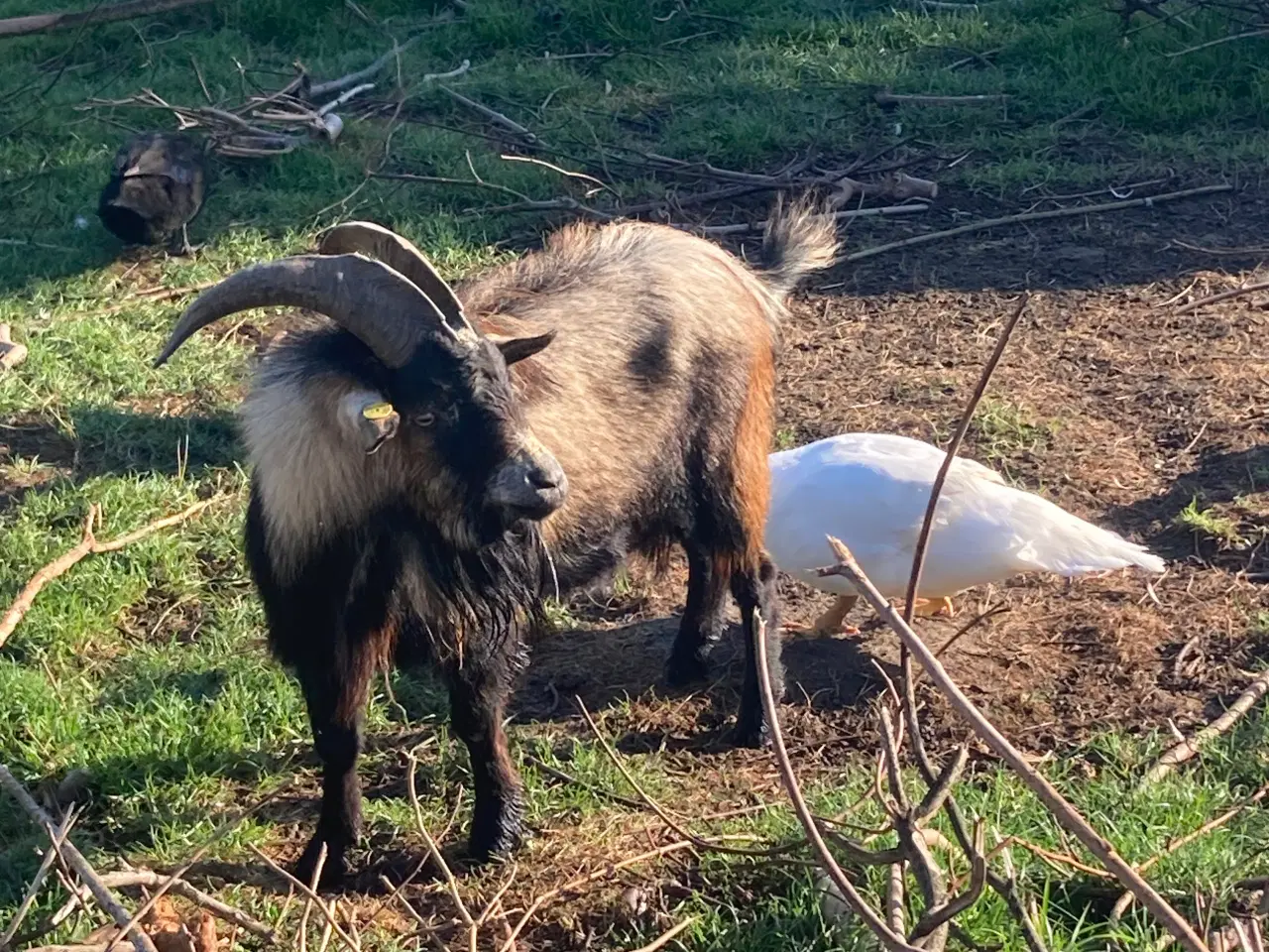 Billede 3 - Gedebuk til udlejning