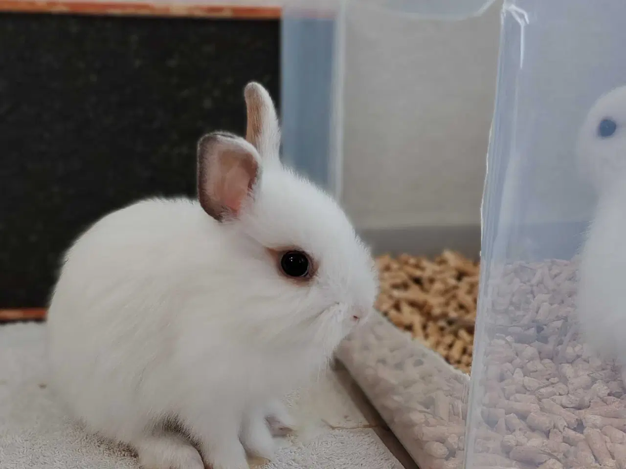 Billede 3 - Renlige Fri-Kaniner🐰🪻