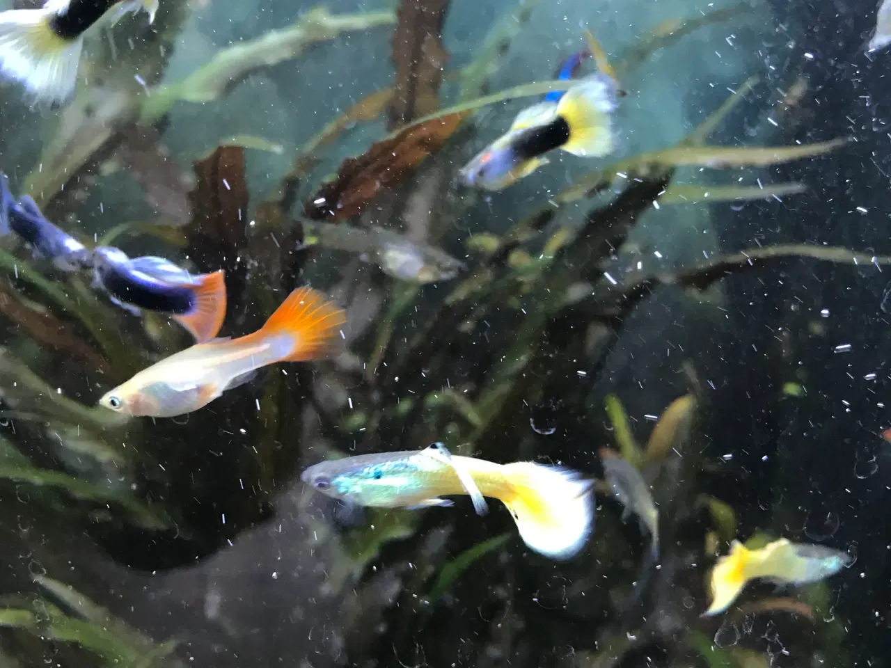 Billede 8 - 🐠 Guppy-unger Premium – 4-6 uger | Flot guppymix