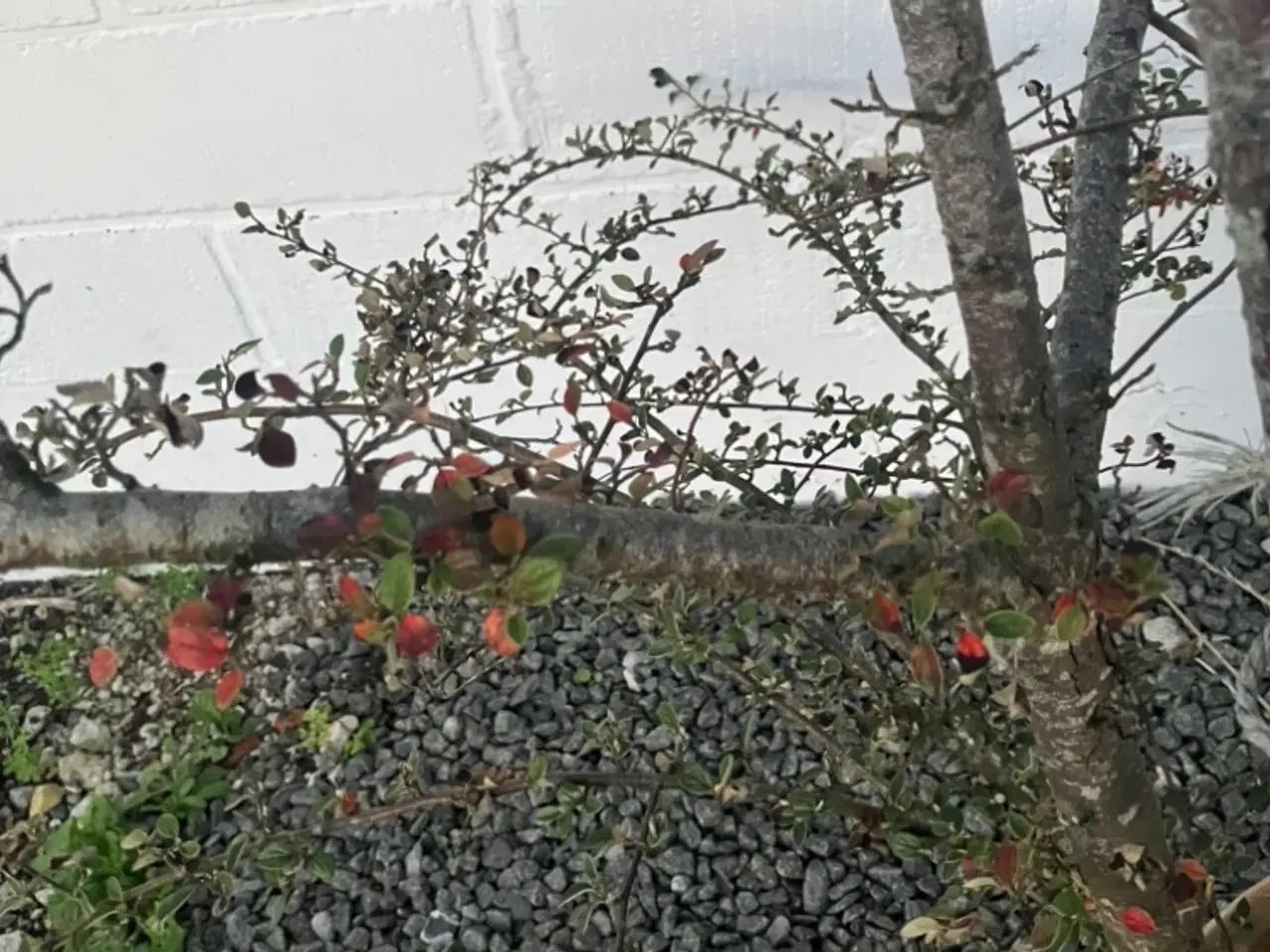 Billede 3 - Stor udekrukke inkl ukendt beplantning 