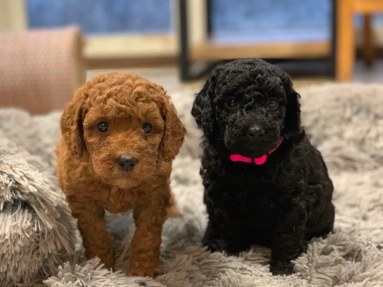 Billede 4 - De skønneste Golden Doodle F1B babyer