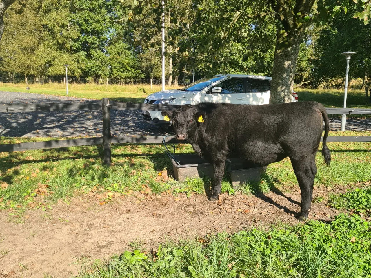 Billede 1 - Angus foldtyr købes eller lejes