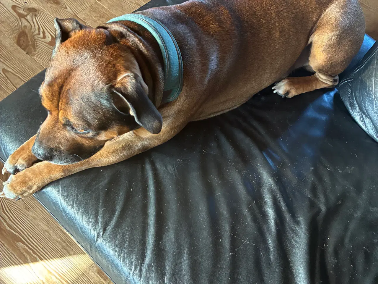 Billede 2 - Staffordshire bullterrier