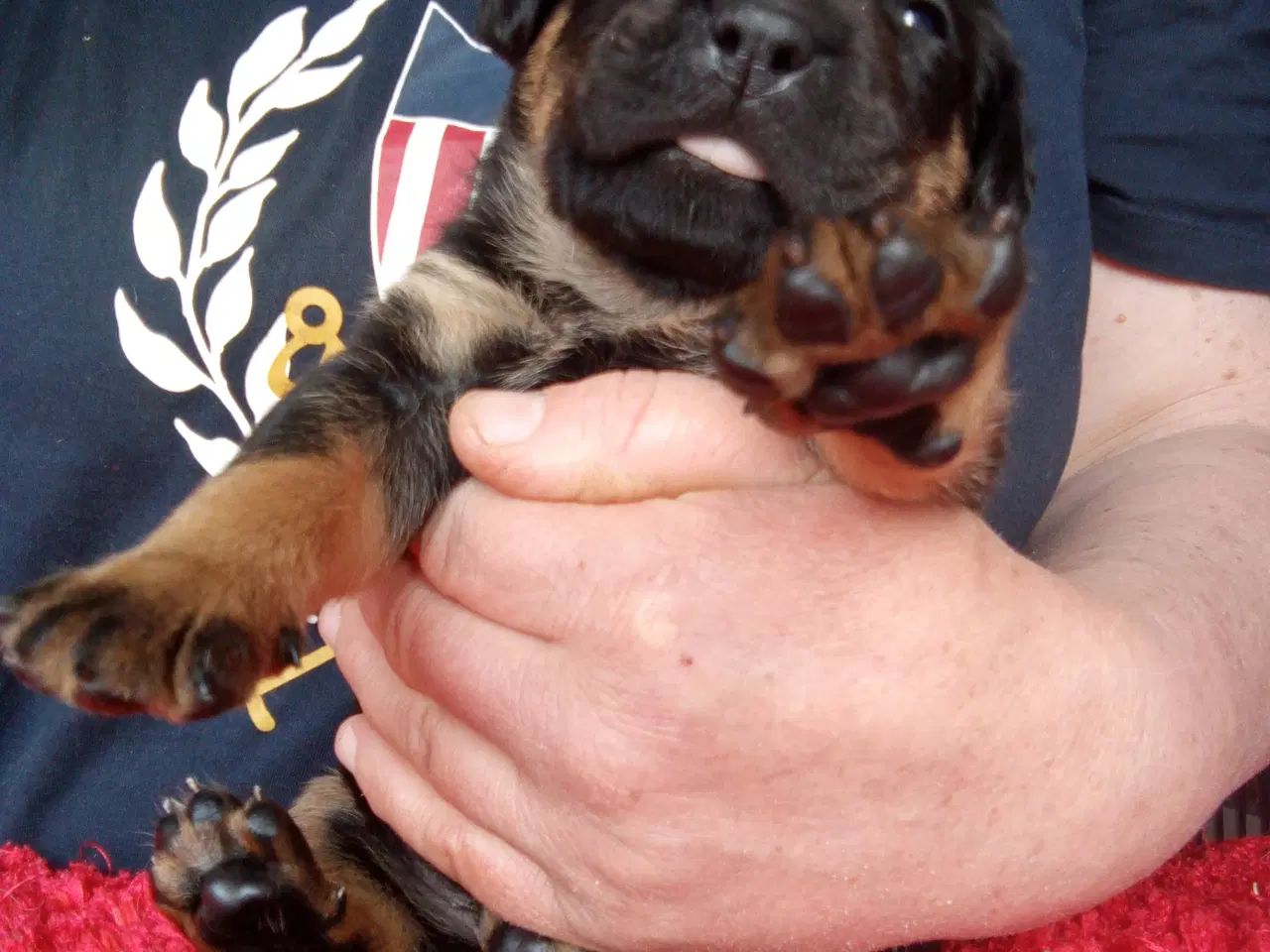 Billede 6 - Rottweiler x Cane Corso mix 