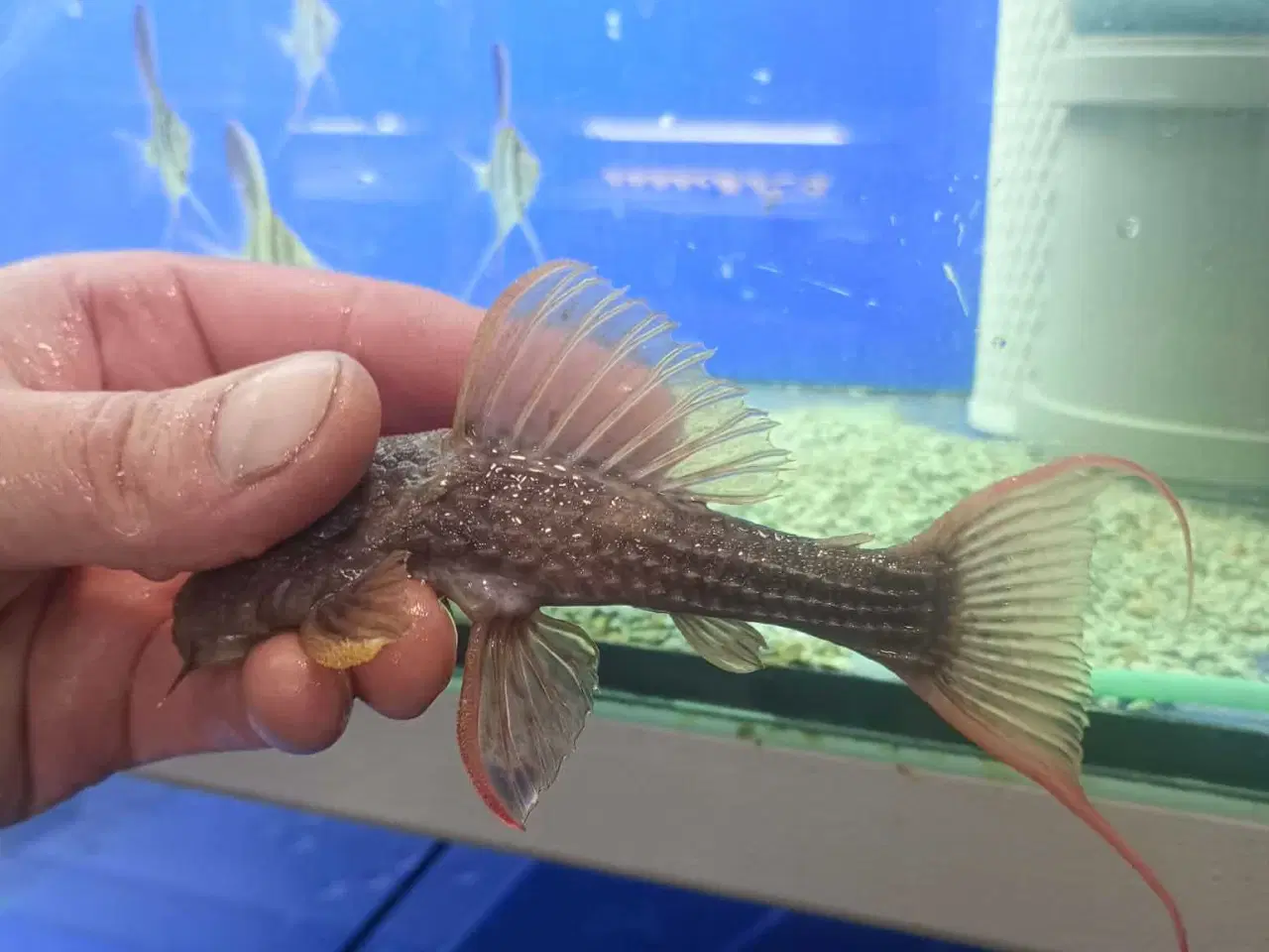 Billede 2 - L024 Super Red 