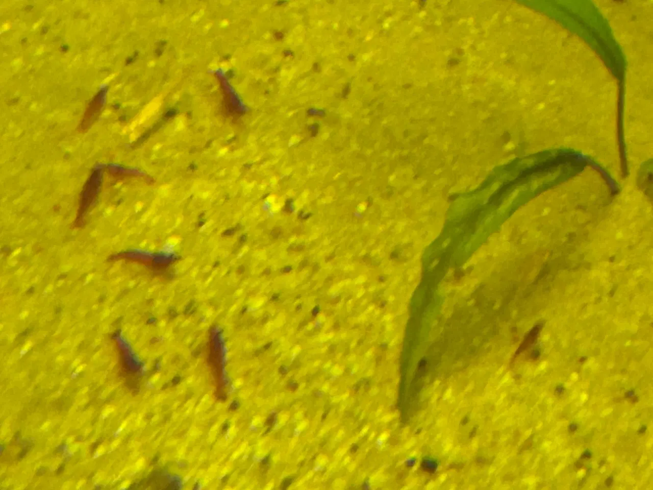 Billede 2 - 🦐🍒 Rød kirsebærreje Bloody Mary– flot rød | GLS