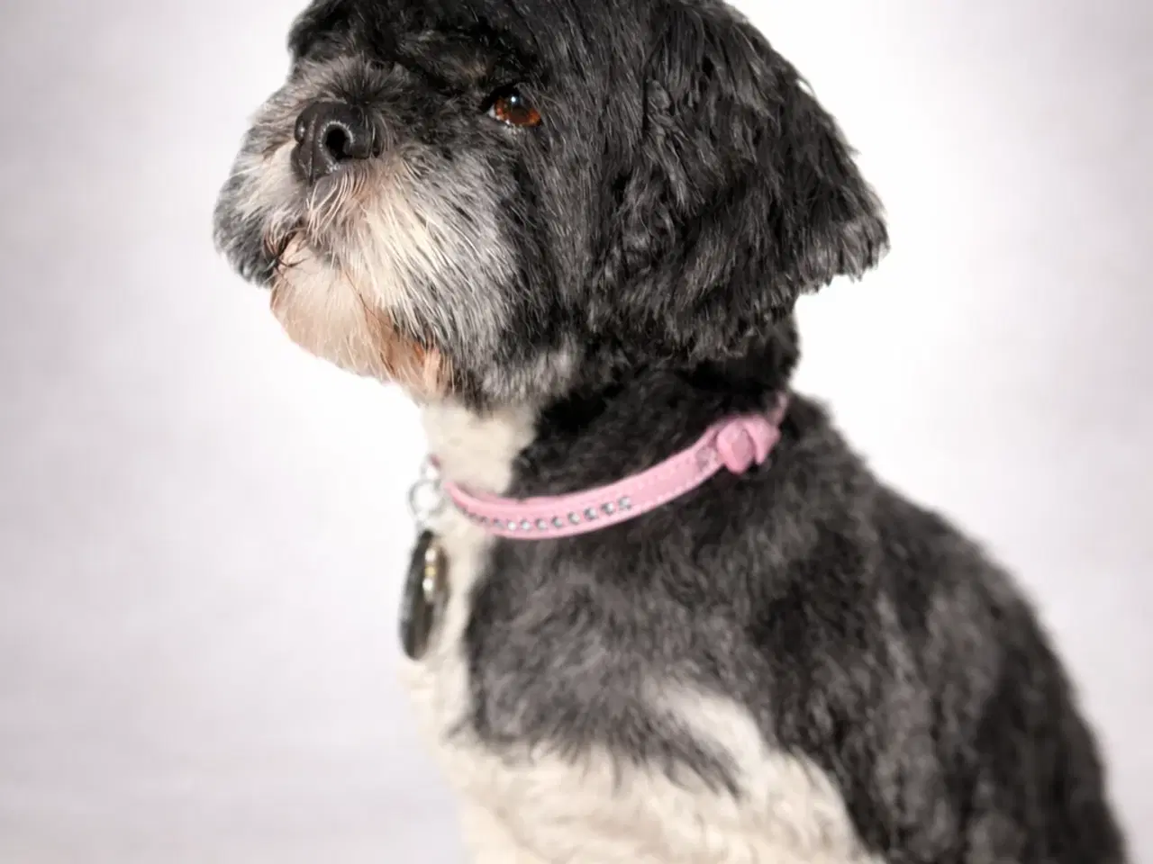 Billede 12 - Doodle Bamser