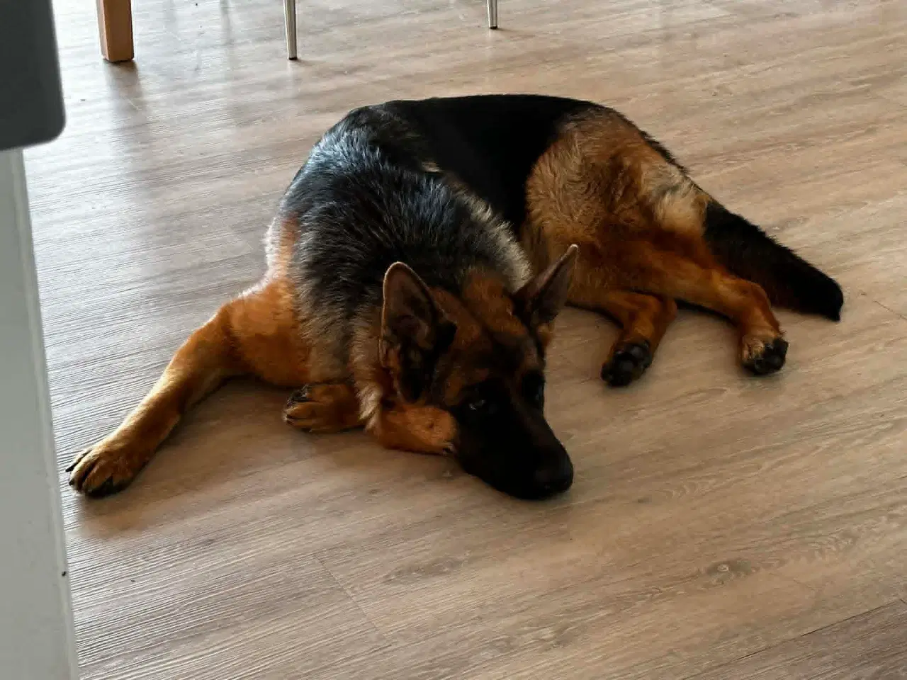 Billede 3 - Skøn schæfertæve på 1 år