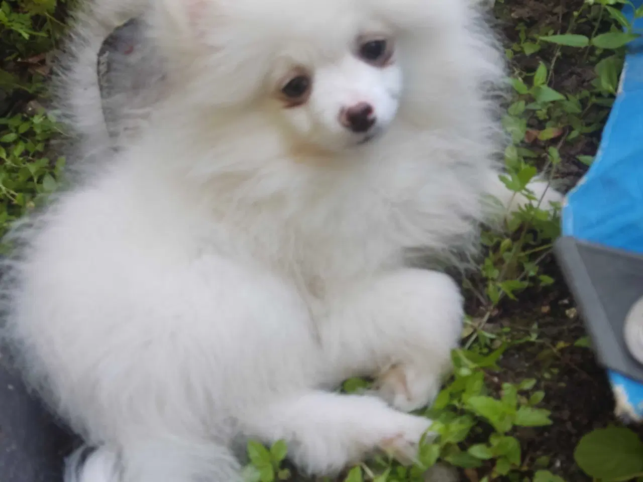 Billede 2 - teacup Pomeranian 