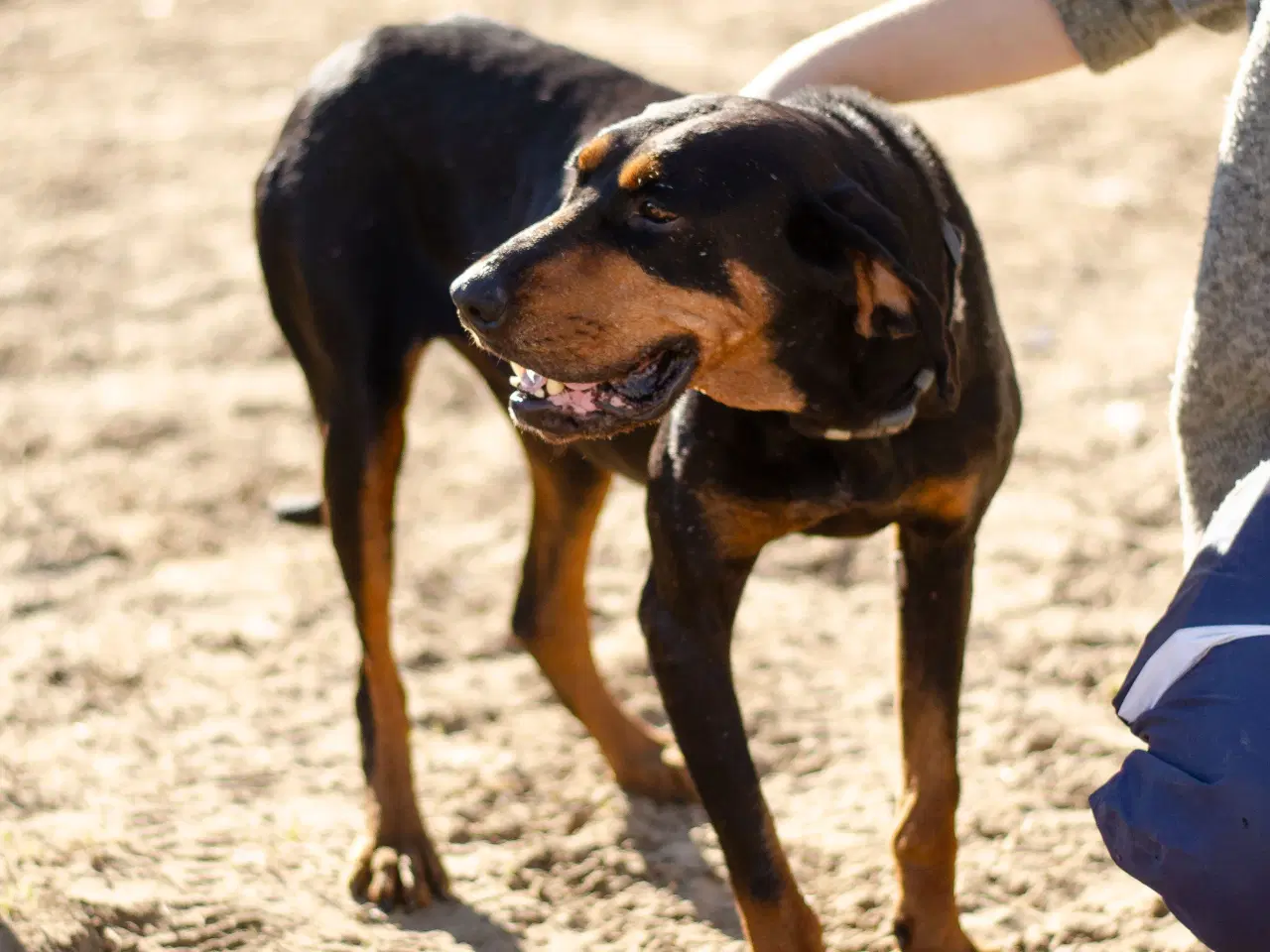 Billede 4 - Smukke Ripley søger sit otium 🩷