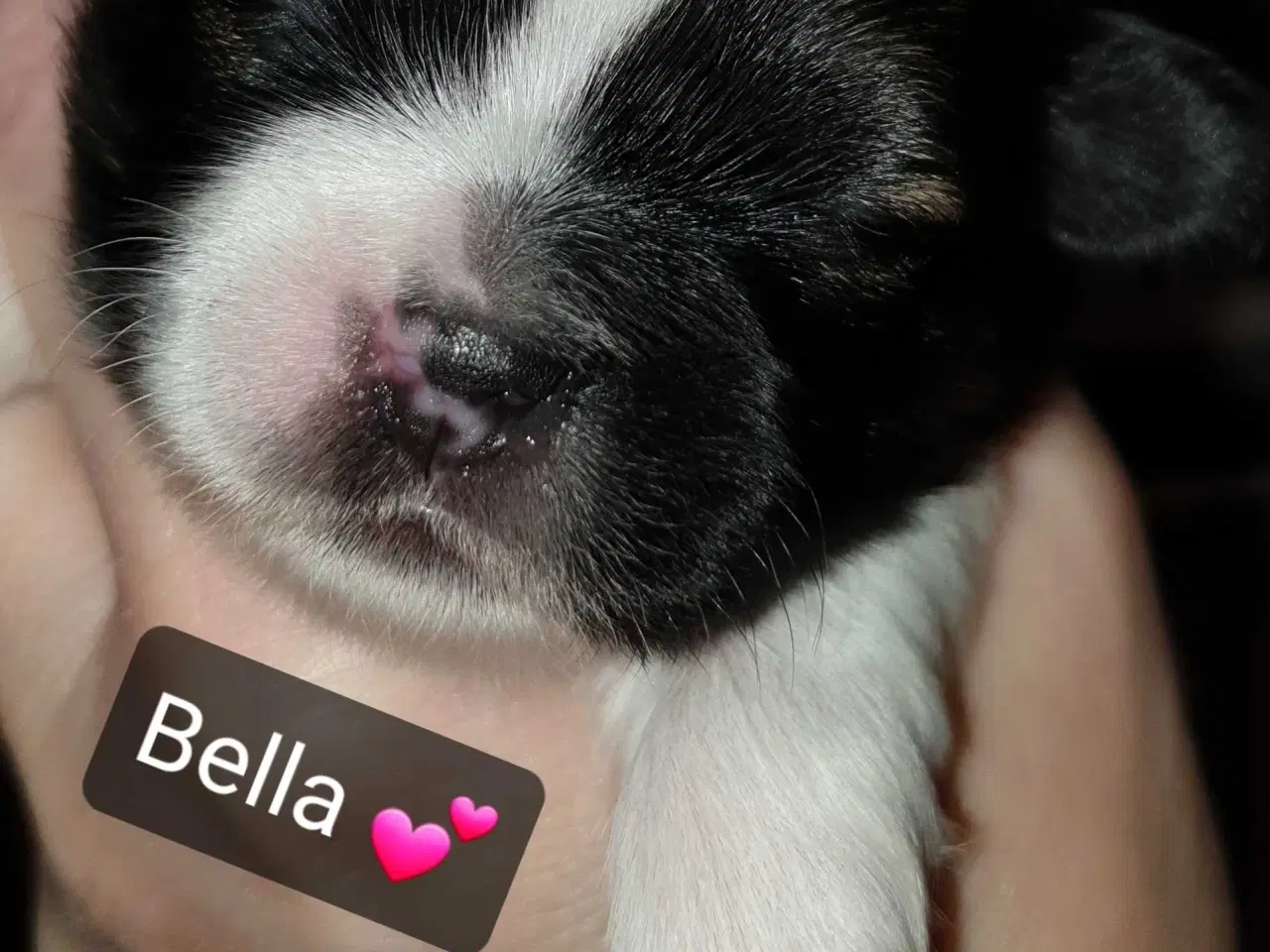 Billede 5 - Super lækre Lhasa Apso hvalpe 🐾💕