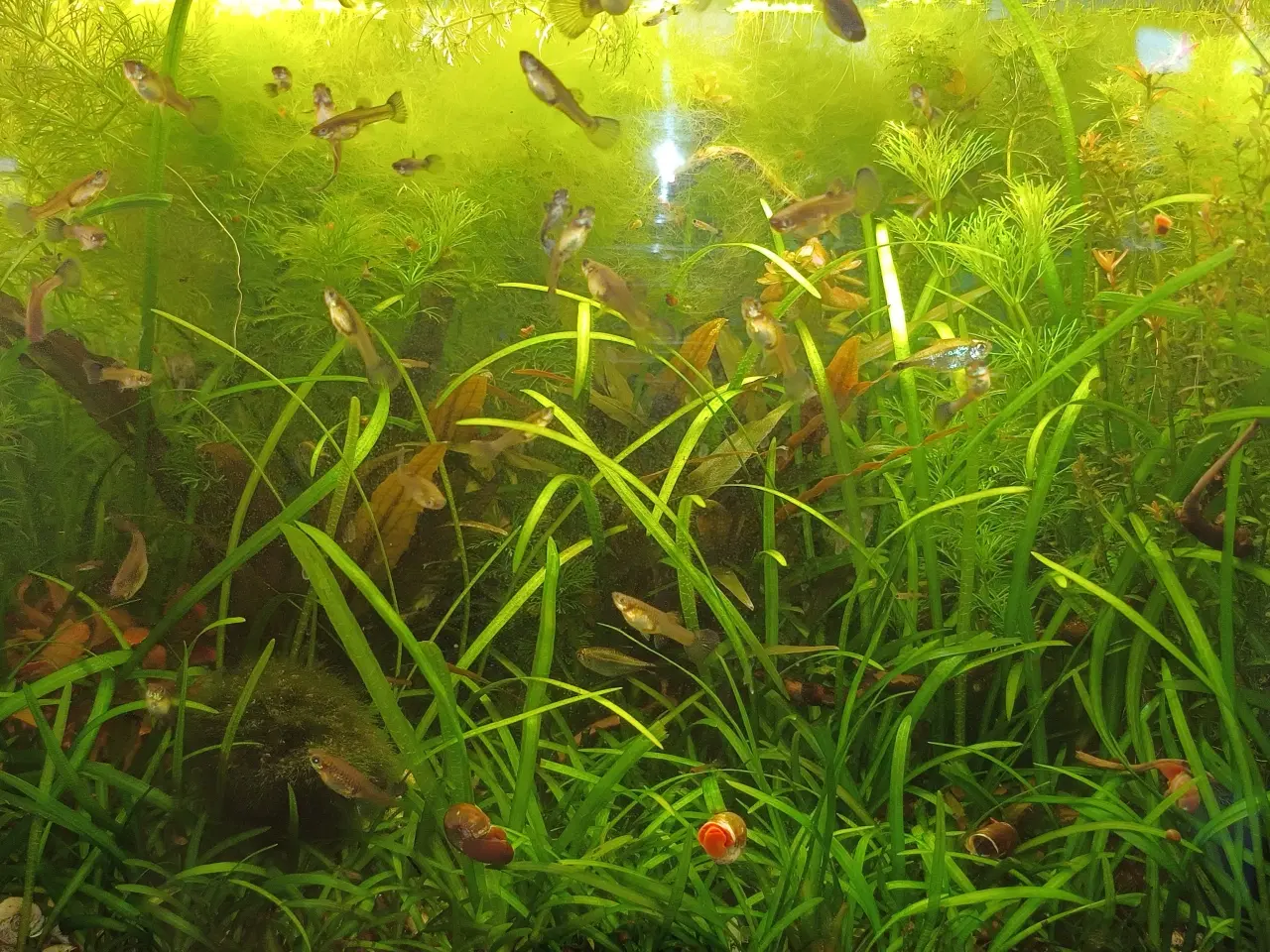 Billede 3 - Guppy blue moskow