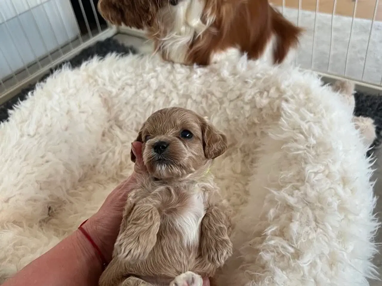 Billede 9 - Cavapoo F1