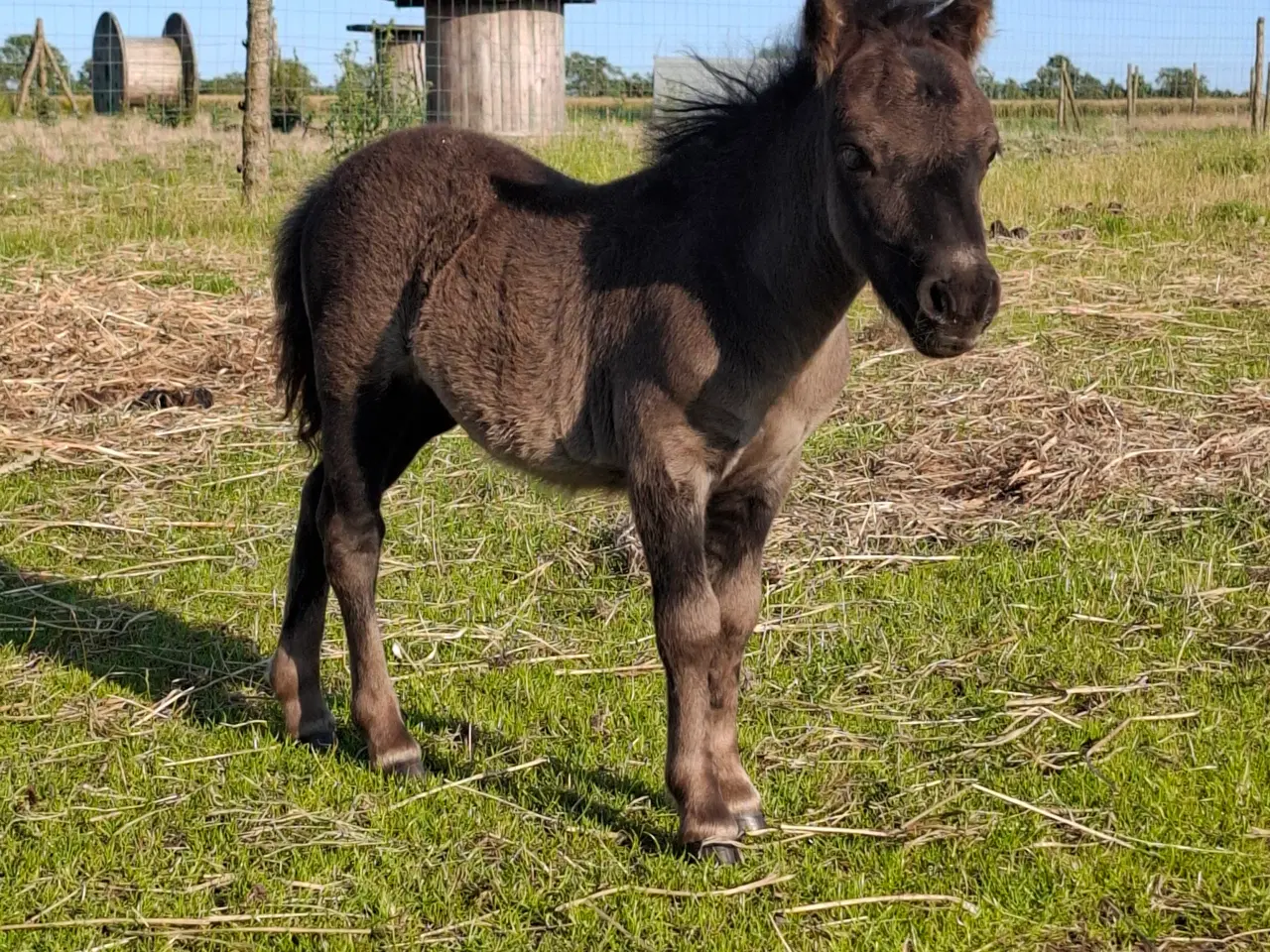 Billede 2 - Miniature hoppeføl