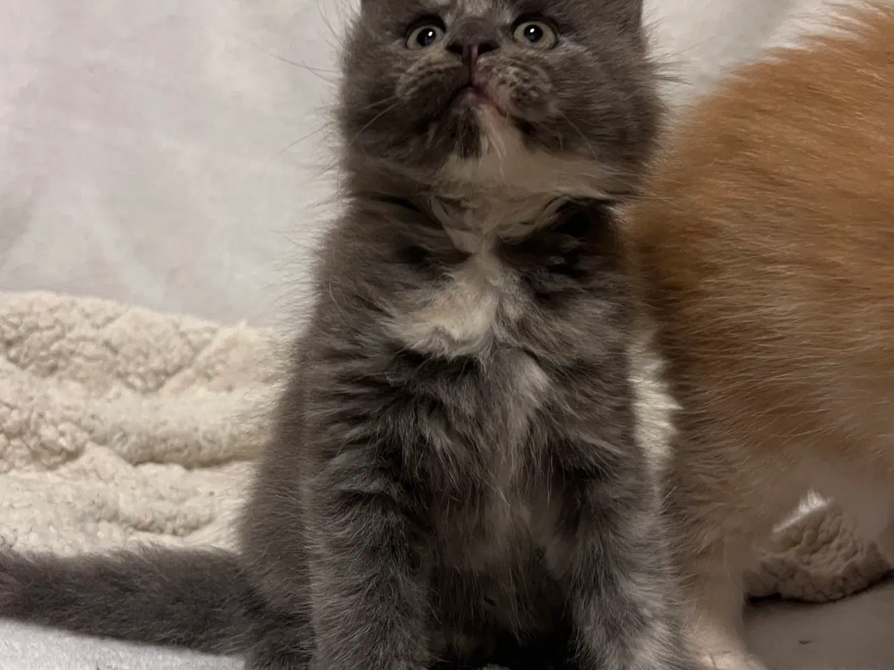 Billede 7 - Mainecoon killing 