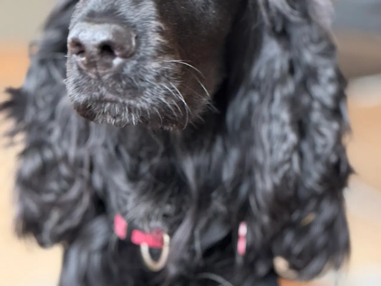 Billede 4 - spaniel hvalp fra undersøgte forældre 7 uger gl.