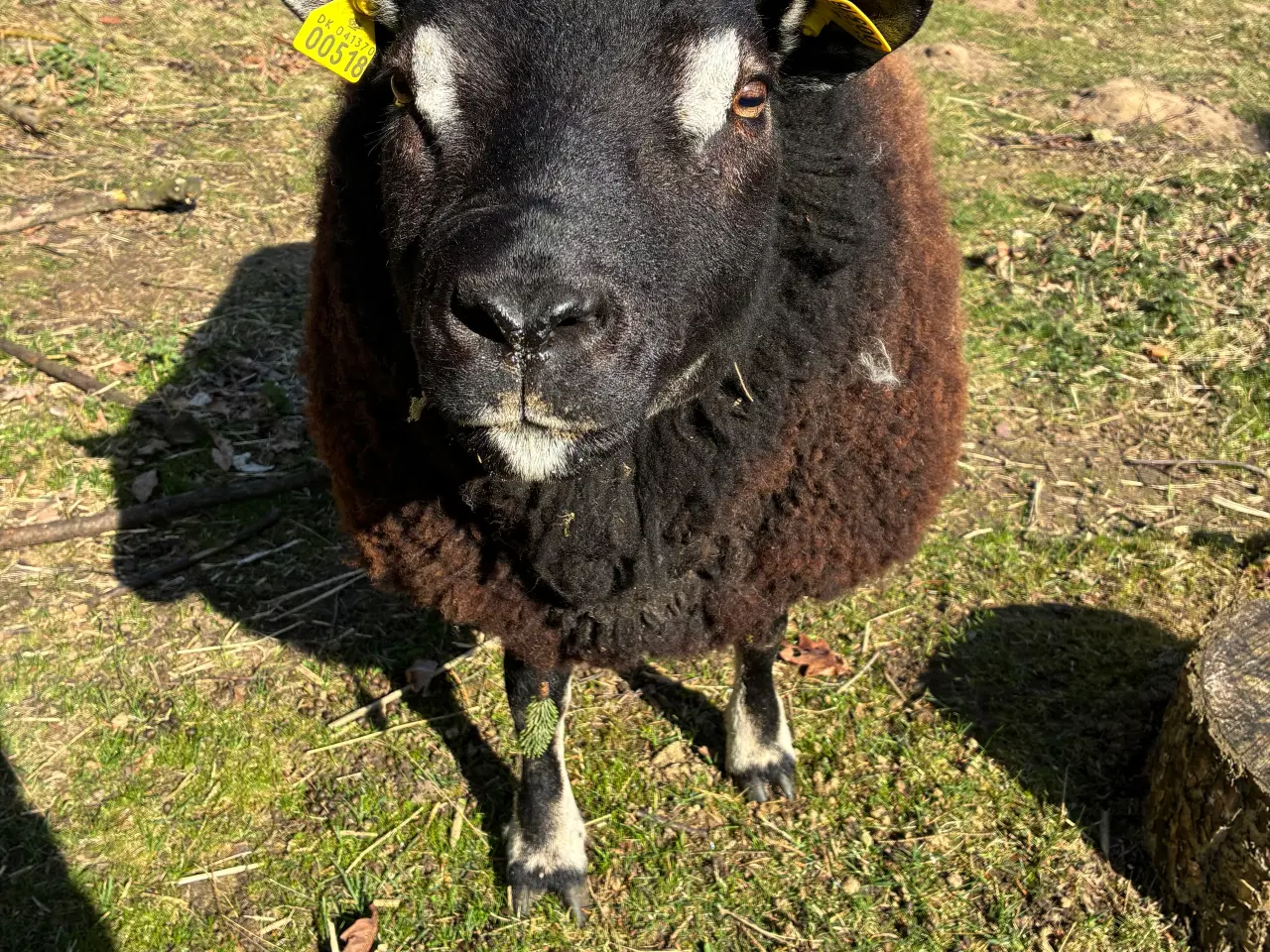 Billede 2 - Flot Texelvædder 