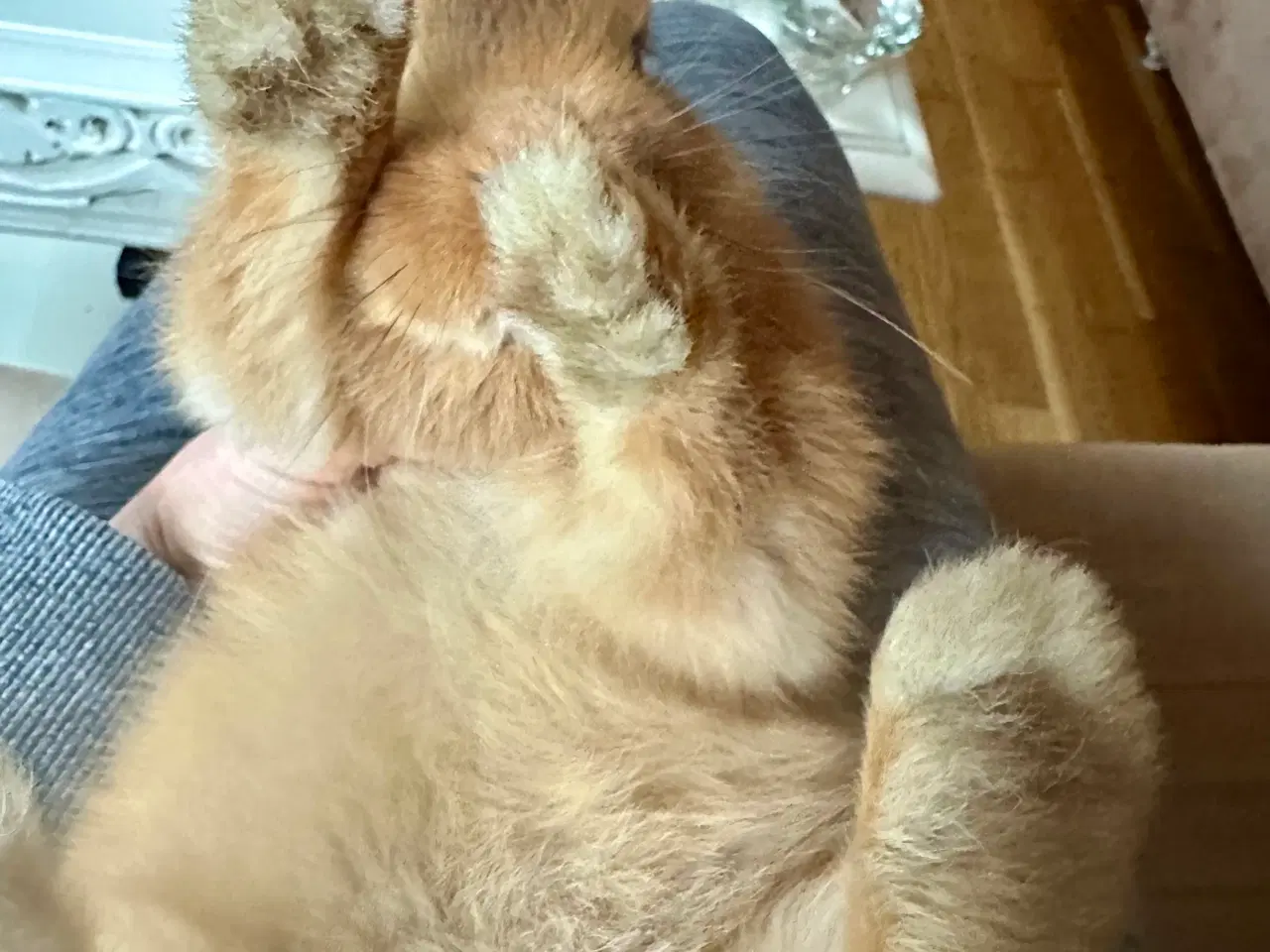 Billede 2 - Belgisk kæmpe/new Zealand