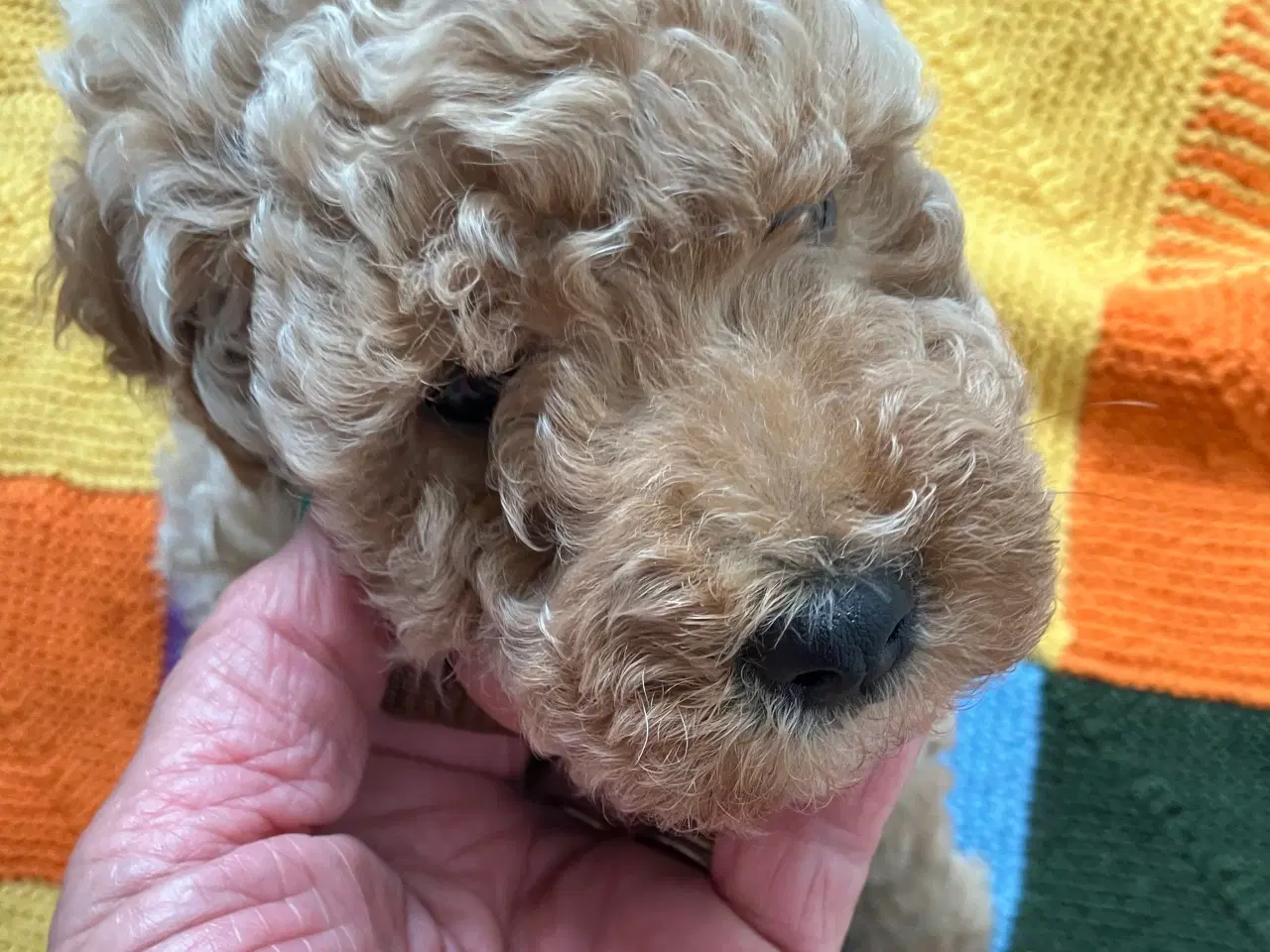 Billede 4 - Mellem labradoodle hvalpe Multigen