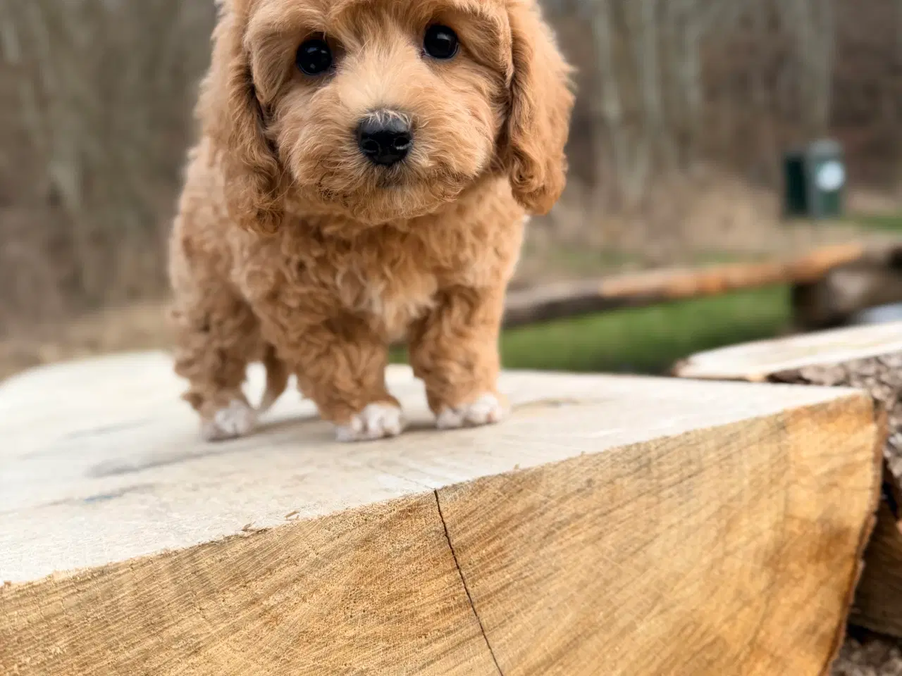 Billede 6 - Pooton dreng rejseklar nu