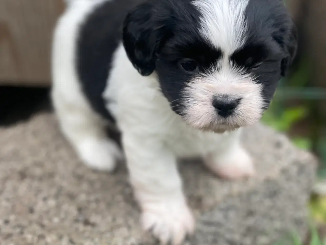 Billede 1 - Bichon havanais/Cavalier King Charles Spaniel