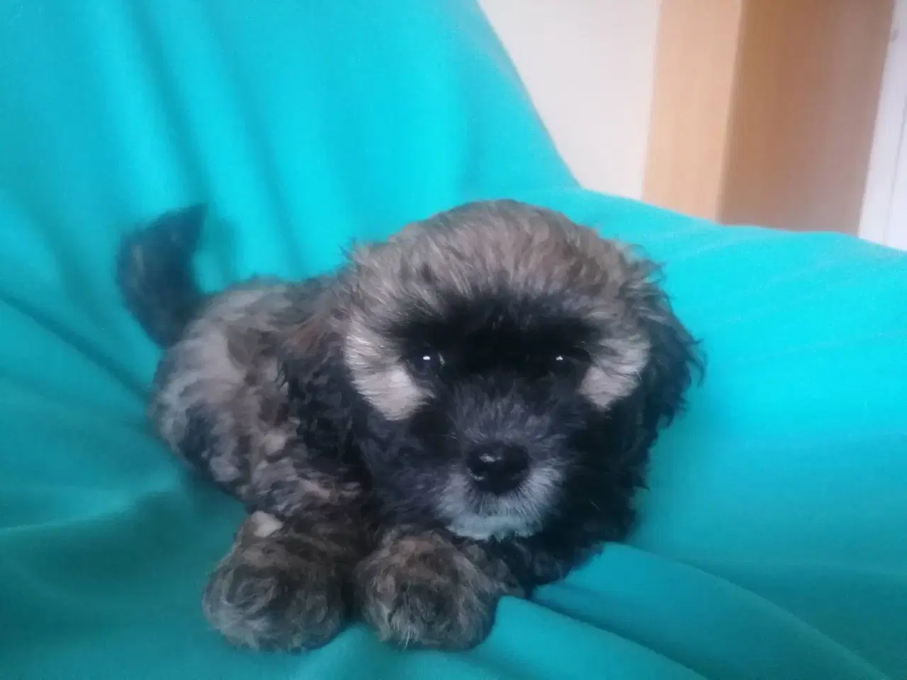 Billede 3 - Bichon Havanais ( Havaneser ) / Shih Tzu