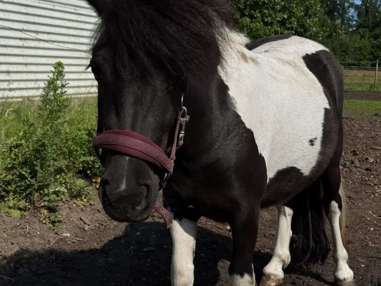 Billede 2 - Shetlandspony - Maggie