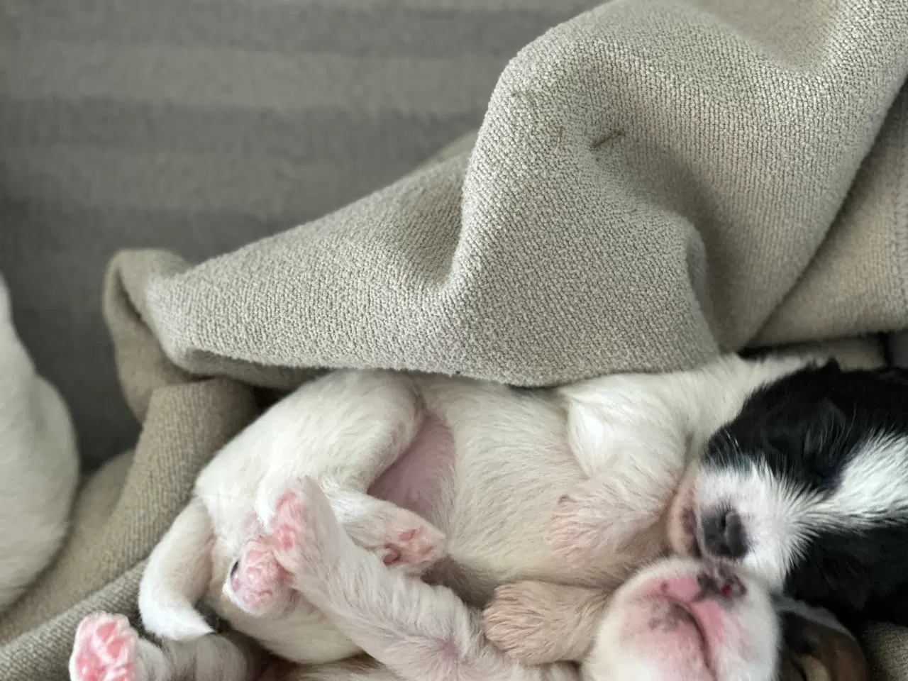 Billede 17 - Bichon Havanais-Jack Russel hvalpe