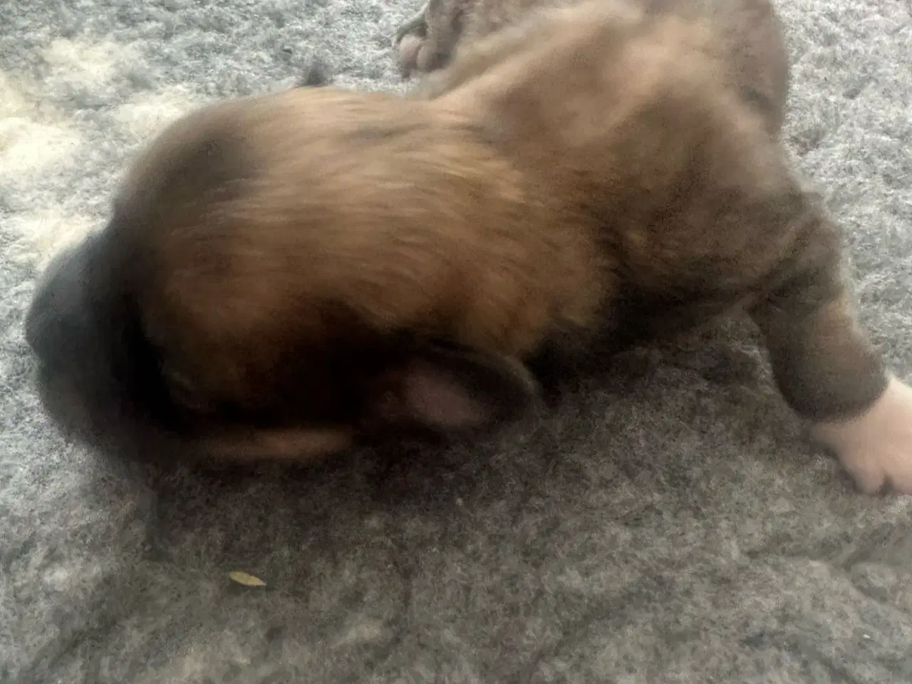 Billede 2 - Lhasa apso hvalpe