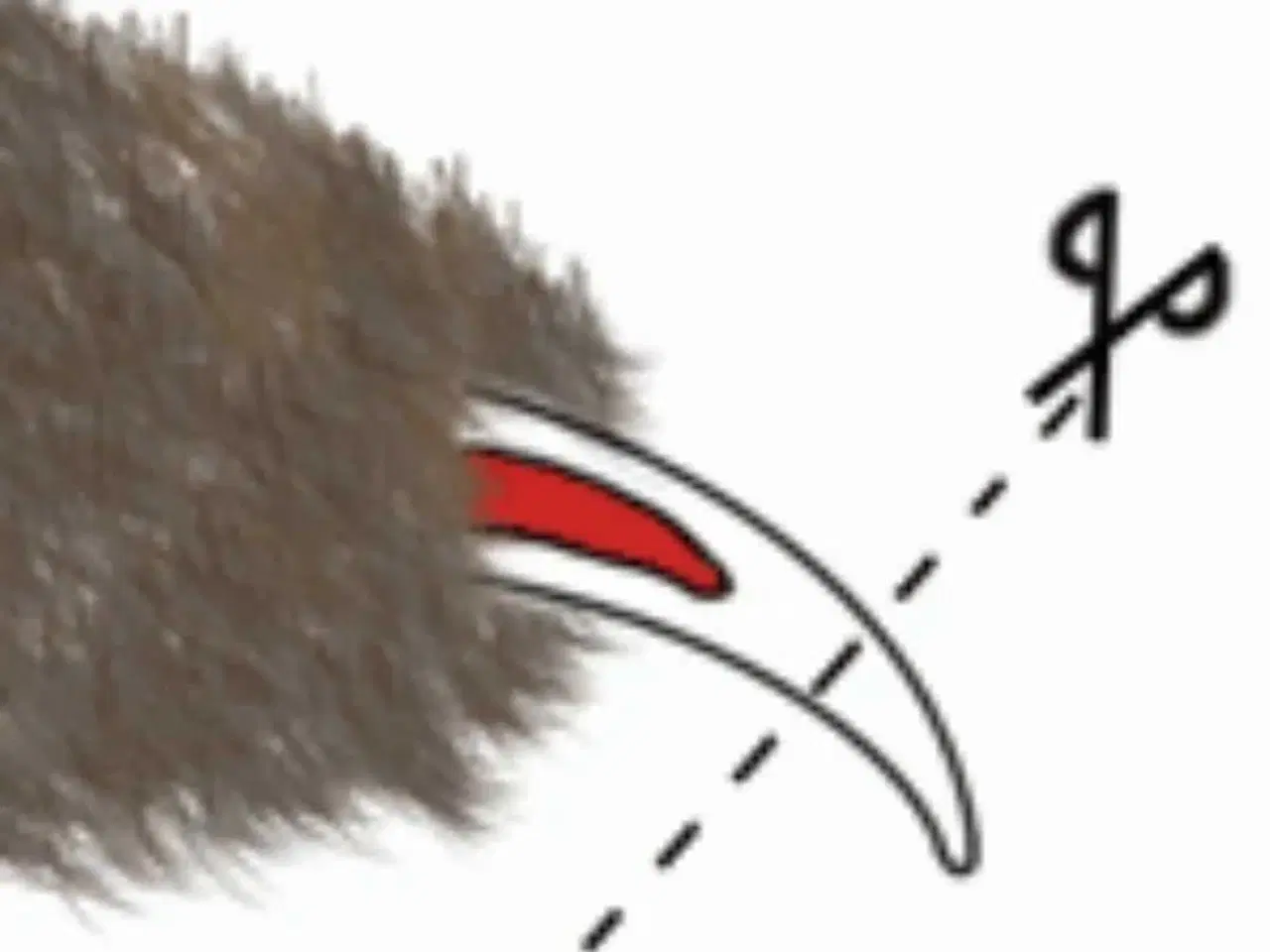 Billede 1 - Hunde negleklip