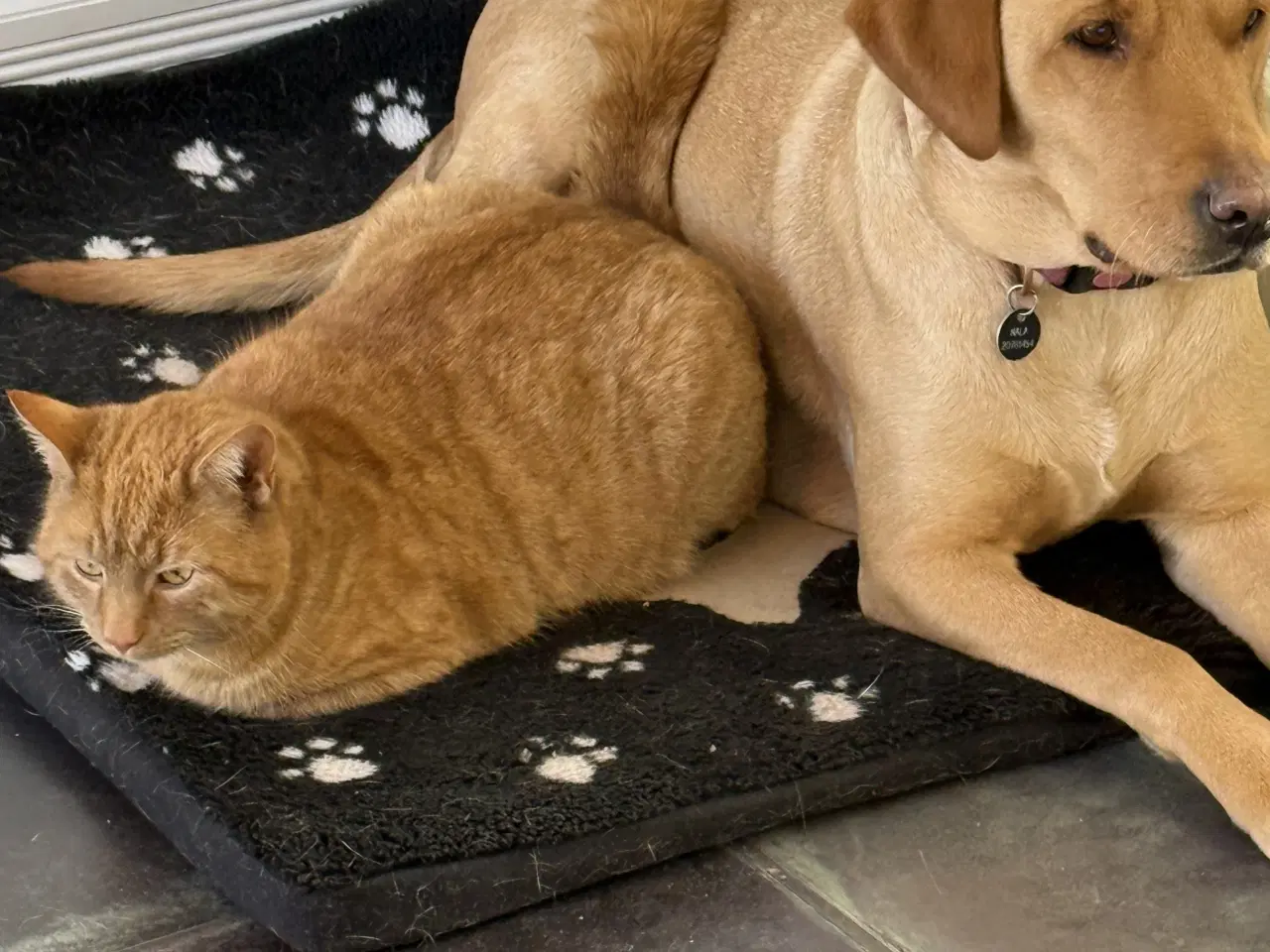 Billede 3 - Racerene sundhedskontrollerede lab hvalpe 