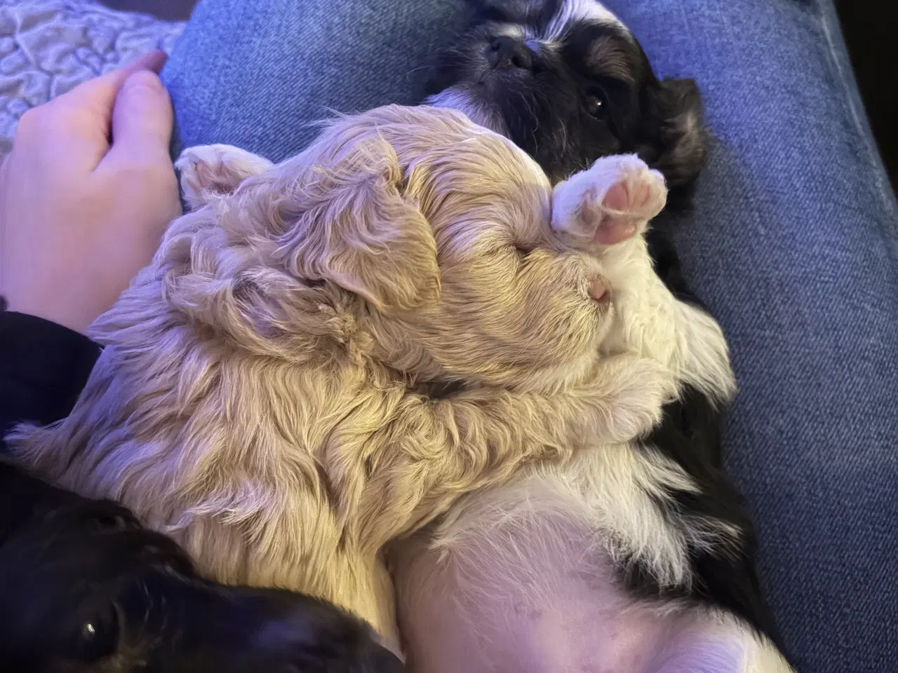 Billede 4 - Blandingsrace hundehvalp