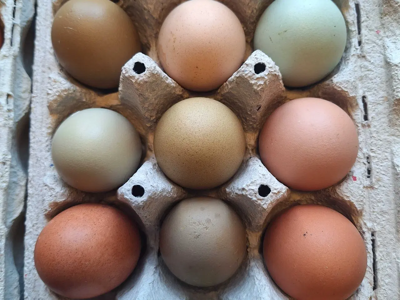 Billede 3 - Rugeæg fra blandet flok 