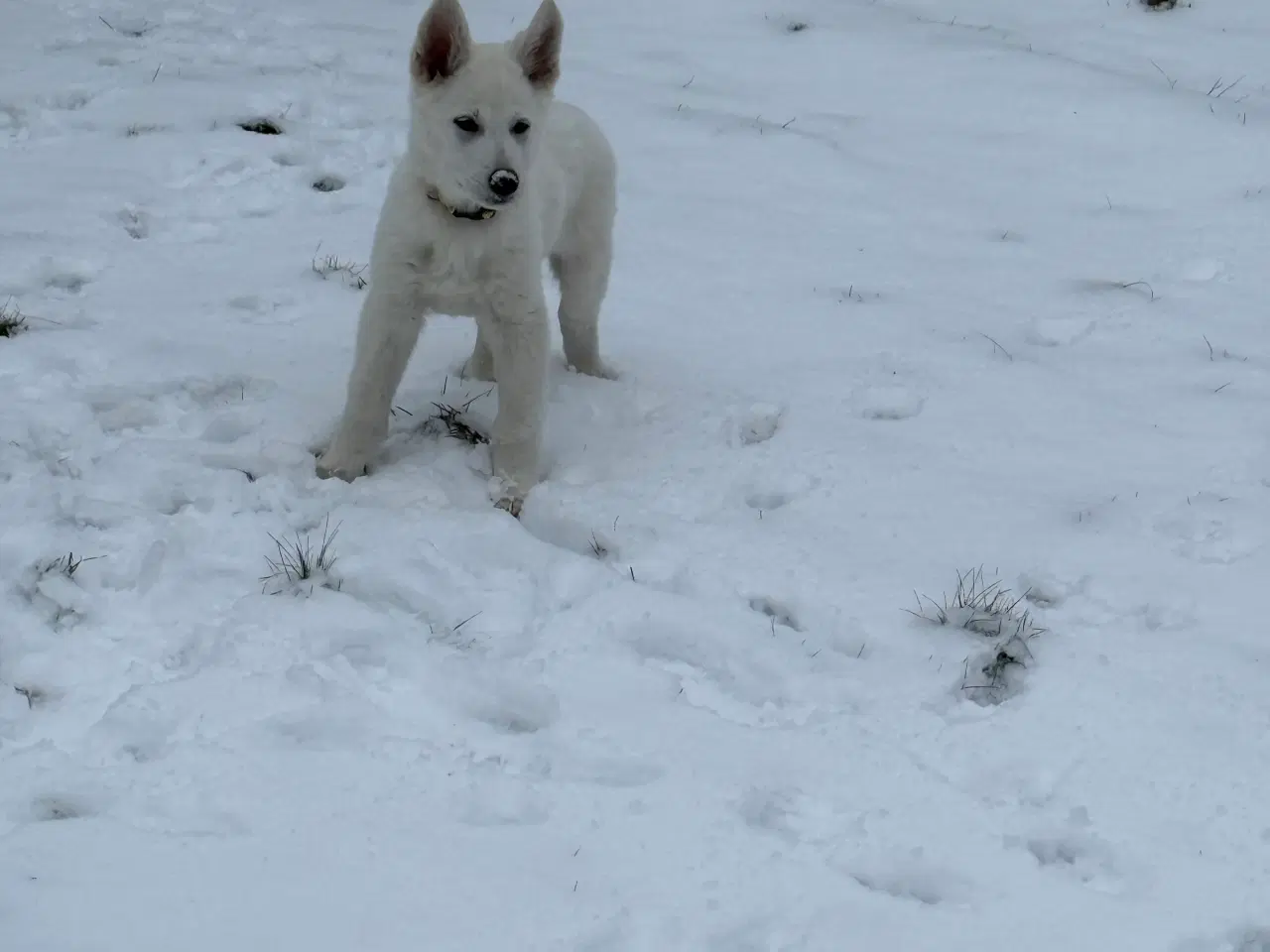 Billede 3 - Ønsker du en hvid bamse dreng
