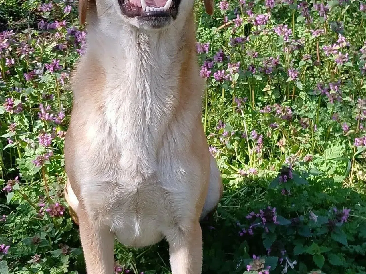 Billede 5 - Dino søger familie