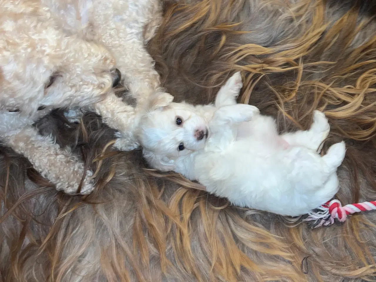 Billede 7 - Cottonpoo eller potton hvalpe