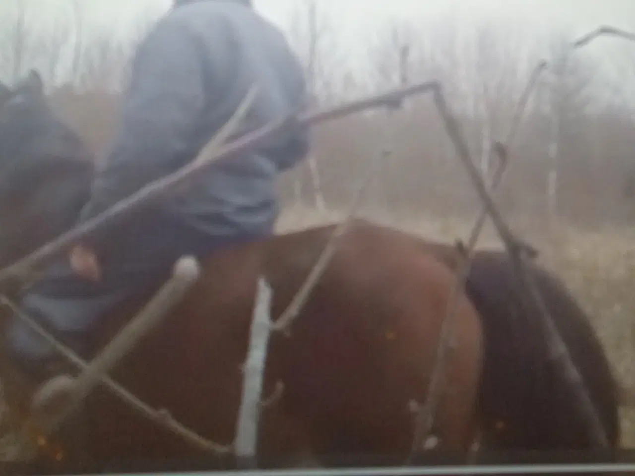 Billede 2 - Araber Hingst 