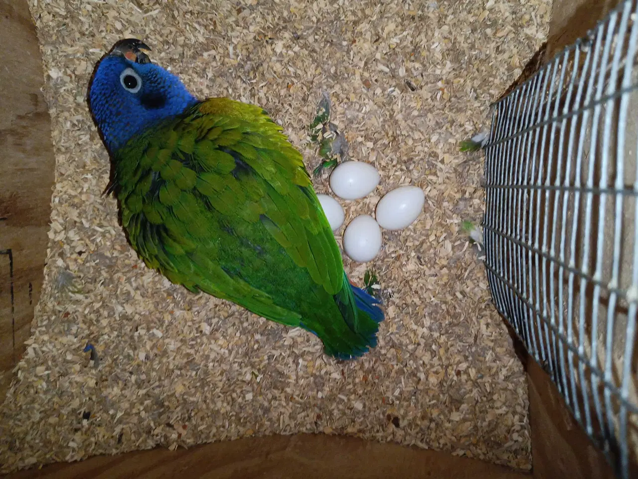 Billede 2 - Blå hovedet pionus 